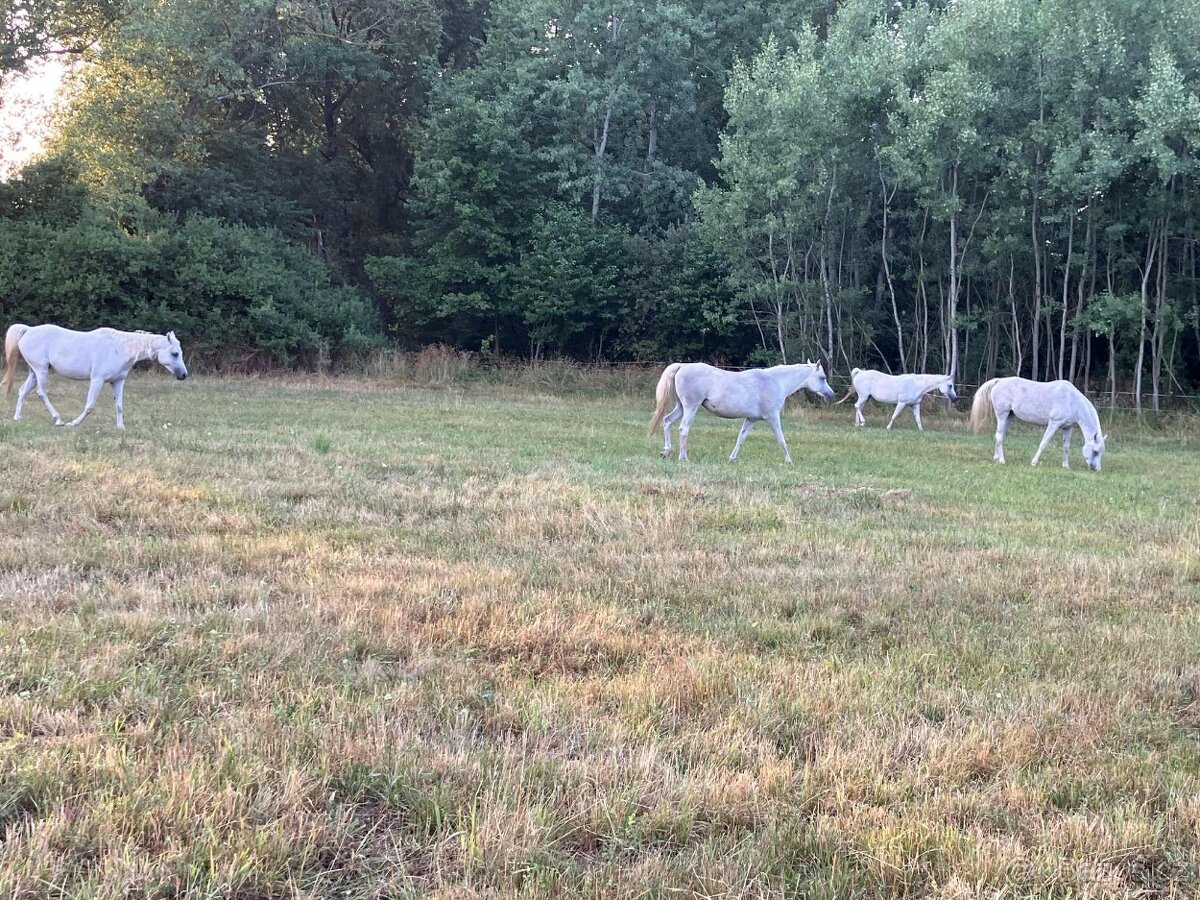 Ustájení v Mníšku pod Brdy - 4