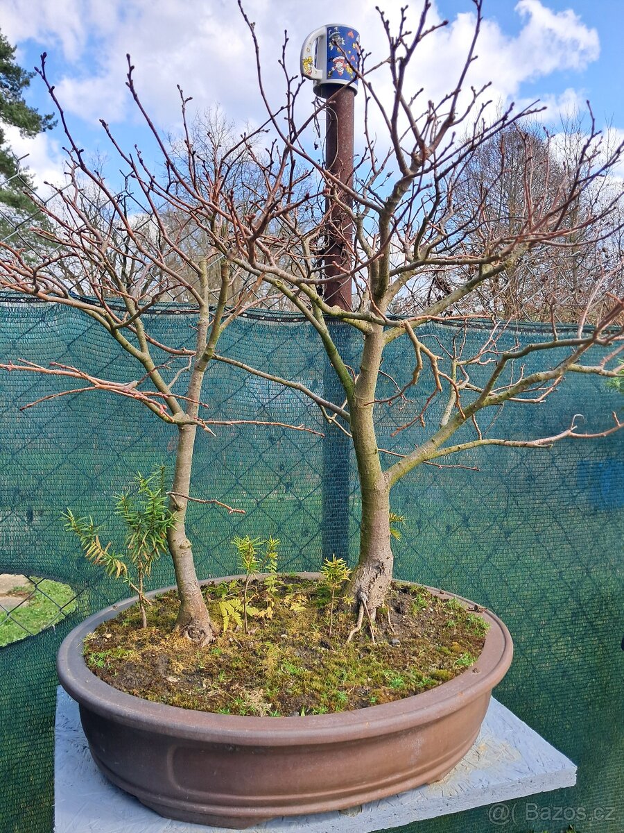 Bonsai bonsaj Lipa - 4