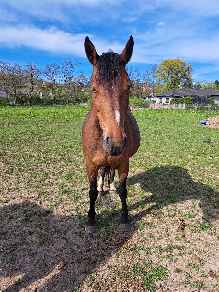 Teplokrevna kobyla - 4