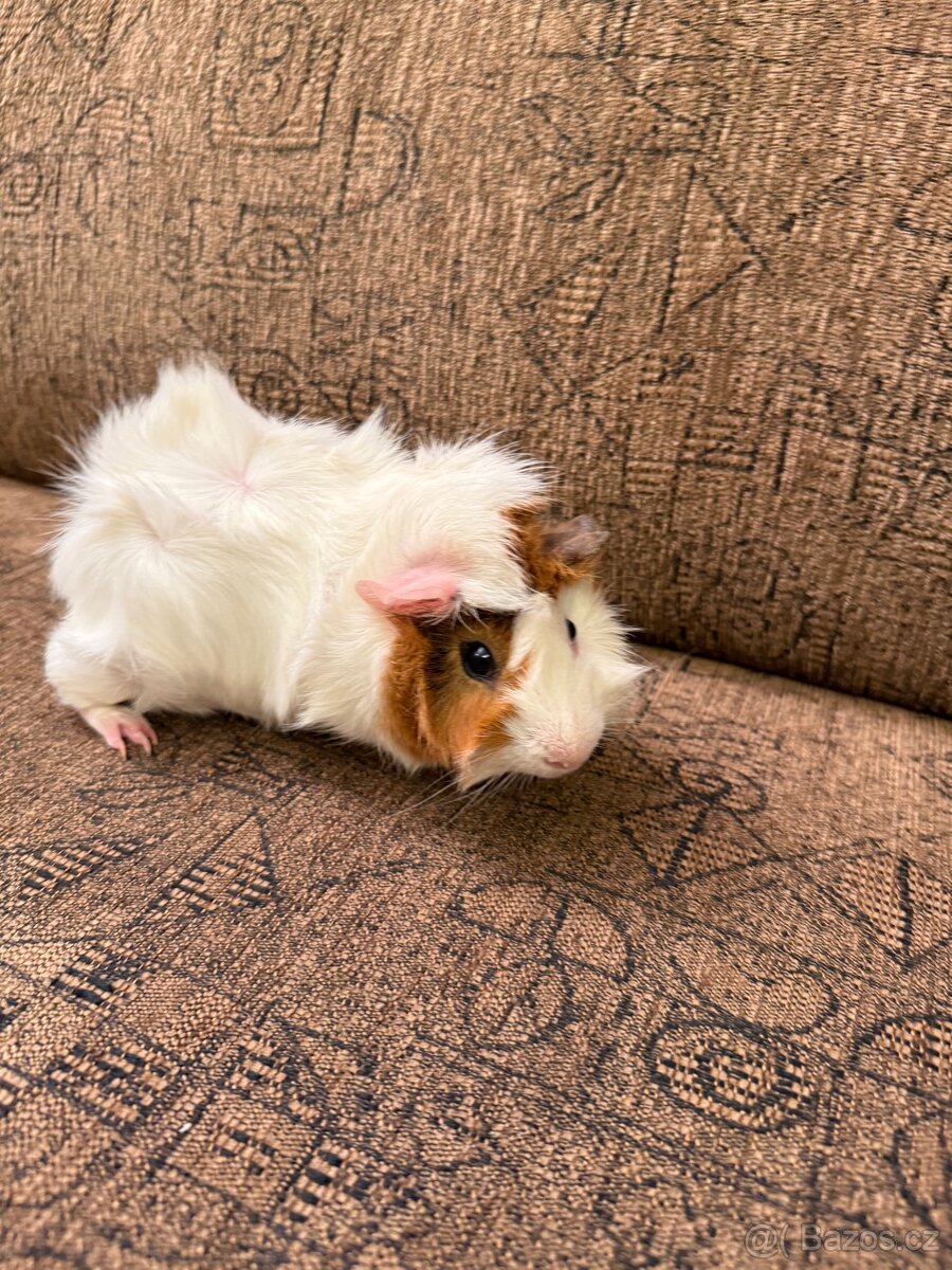 Morčecí kluk rozeta - 4