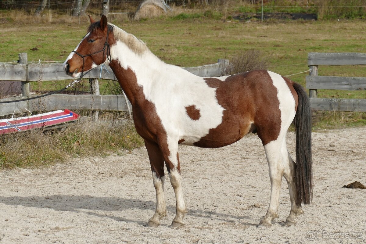 Tříletý valach CS po Heartvit ZH - 4