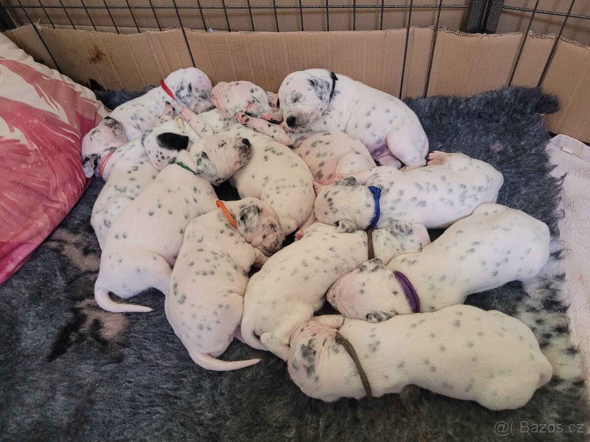 Dalmatinsky pes s PP, dalmatinec, dalmatin - 4