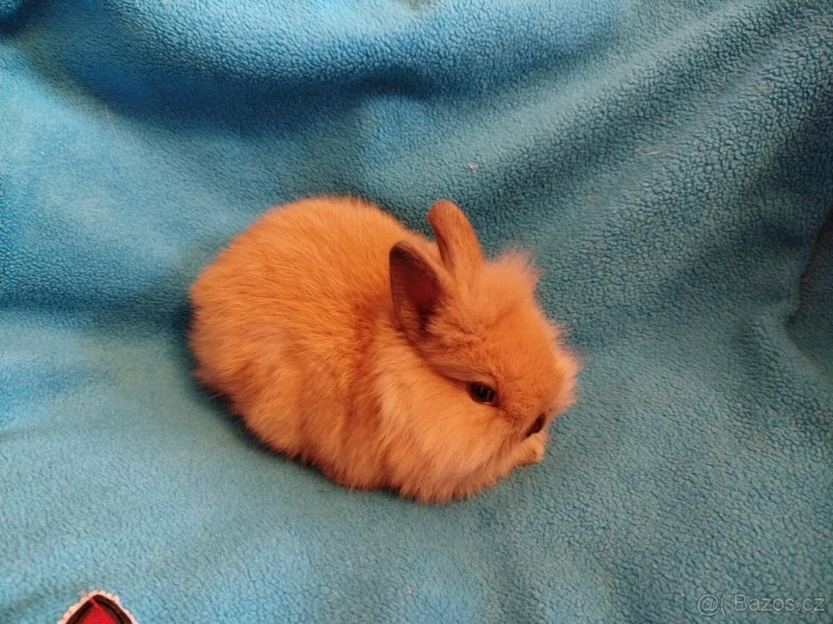 Nabízím zakrslé králíčky - 4