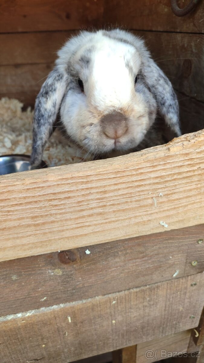 Zakrslý beránek kluk - 4