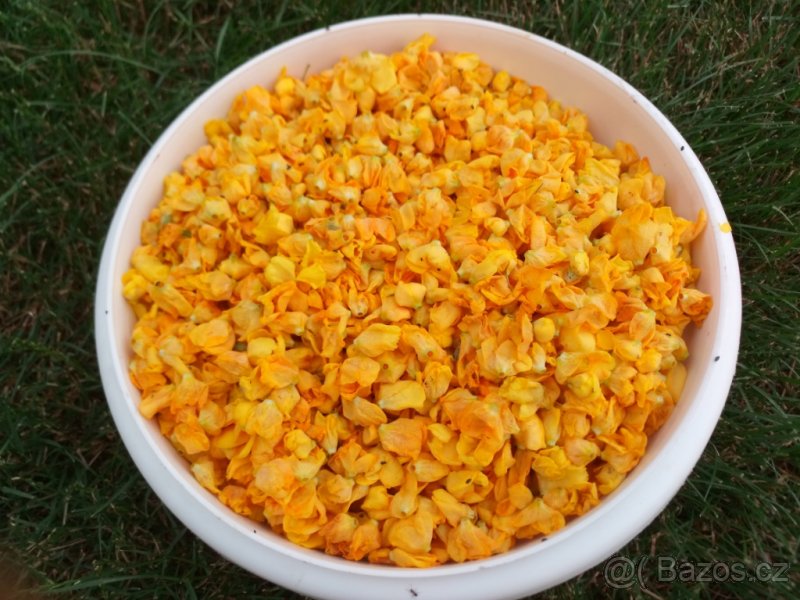 Divizna velkokvětá (na kašel bylina - květy,sazenice,semínka - 4