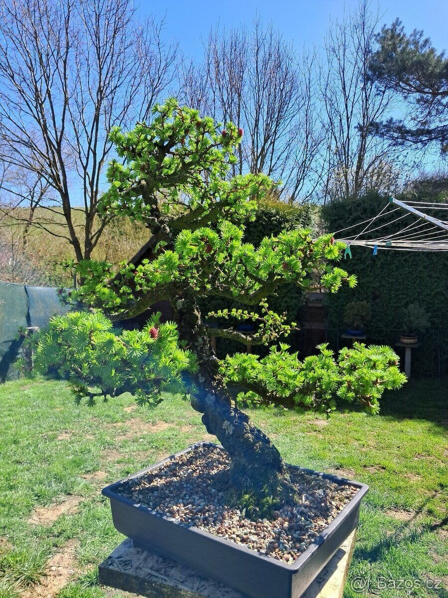 Bonsaj, bonsai Modřín - 4