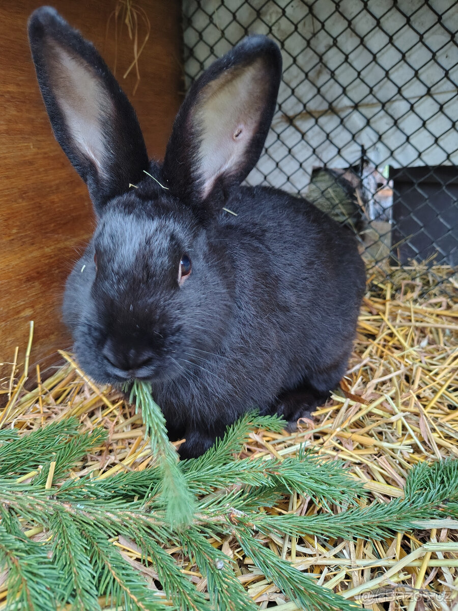 Králík - samec - 4