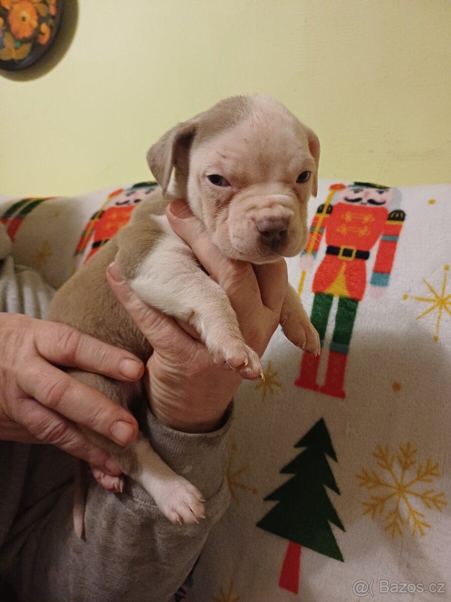 American bully xl štěňátka - 4
