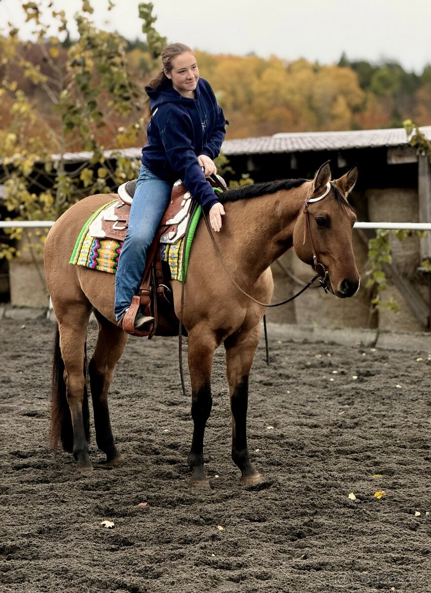 Líbivý 5-letý valach AQH, barva DUN, čistý 5-panel, RTG - 4