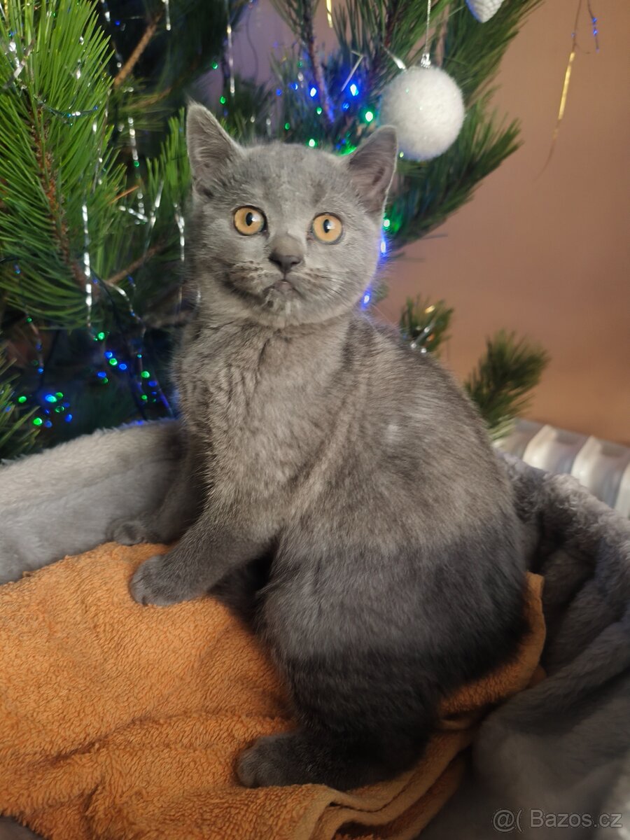 Britská modrá koťata bez PP, - 4