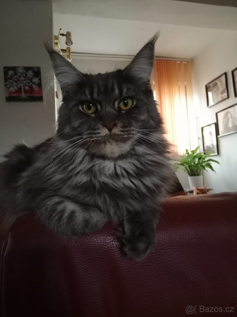 Mainská mývalí koťátka bez PP k rezervaci - 4