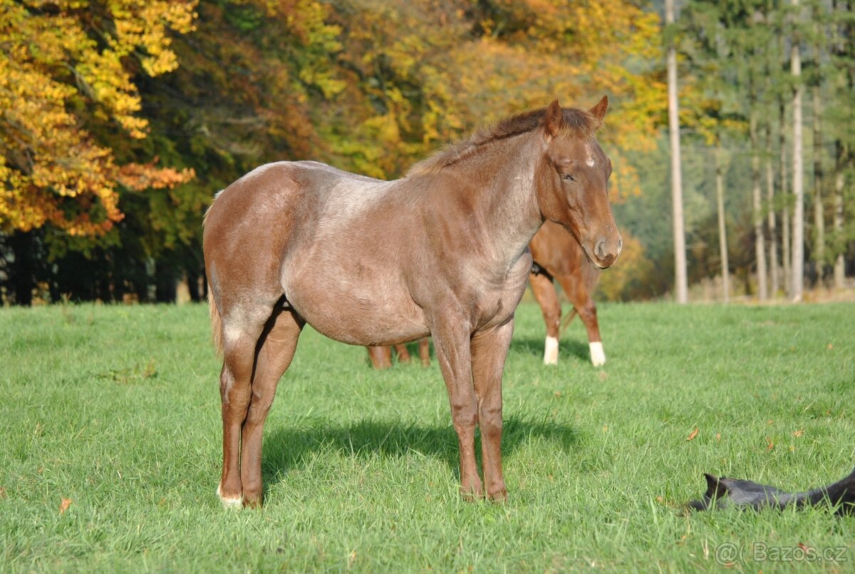 AQH hřebeček 2025 - 4