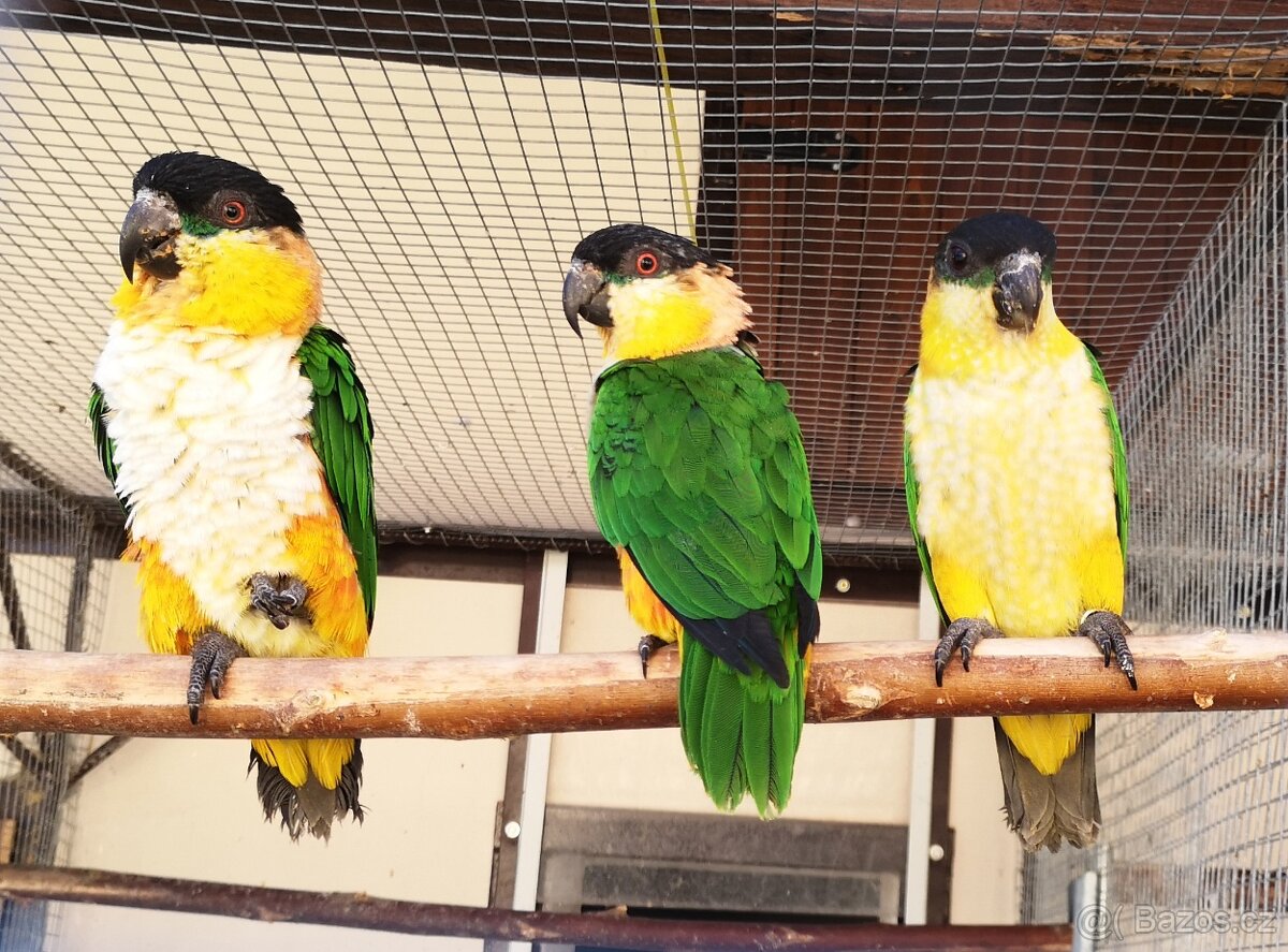 Amazónek černotemenný - 4