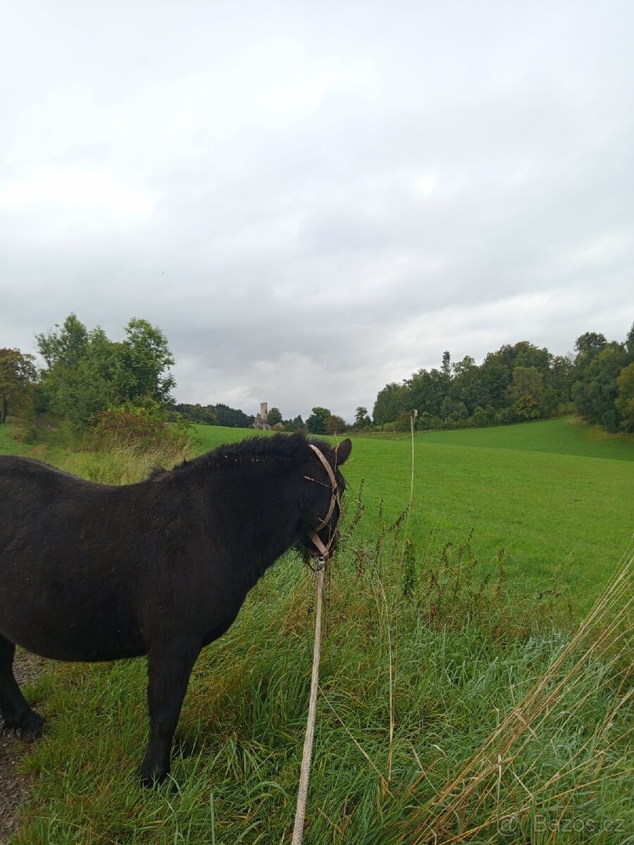 Docházka k poníkovi - 4