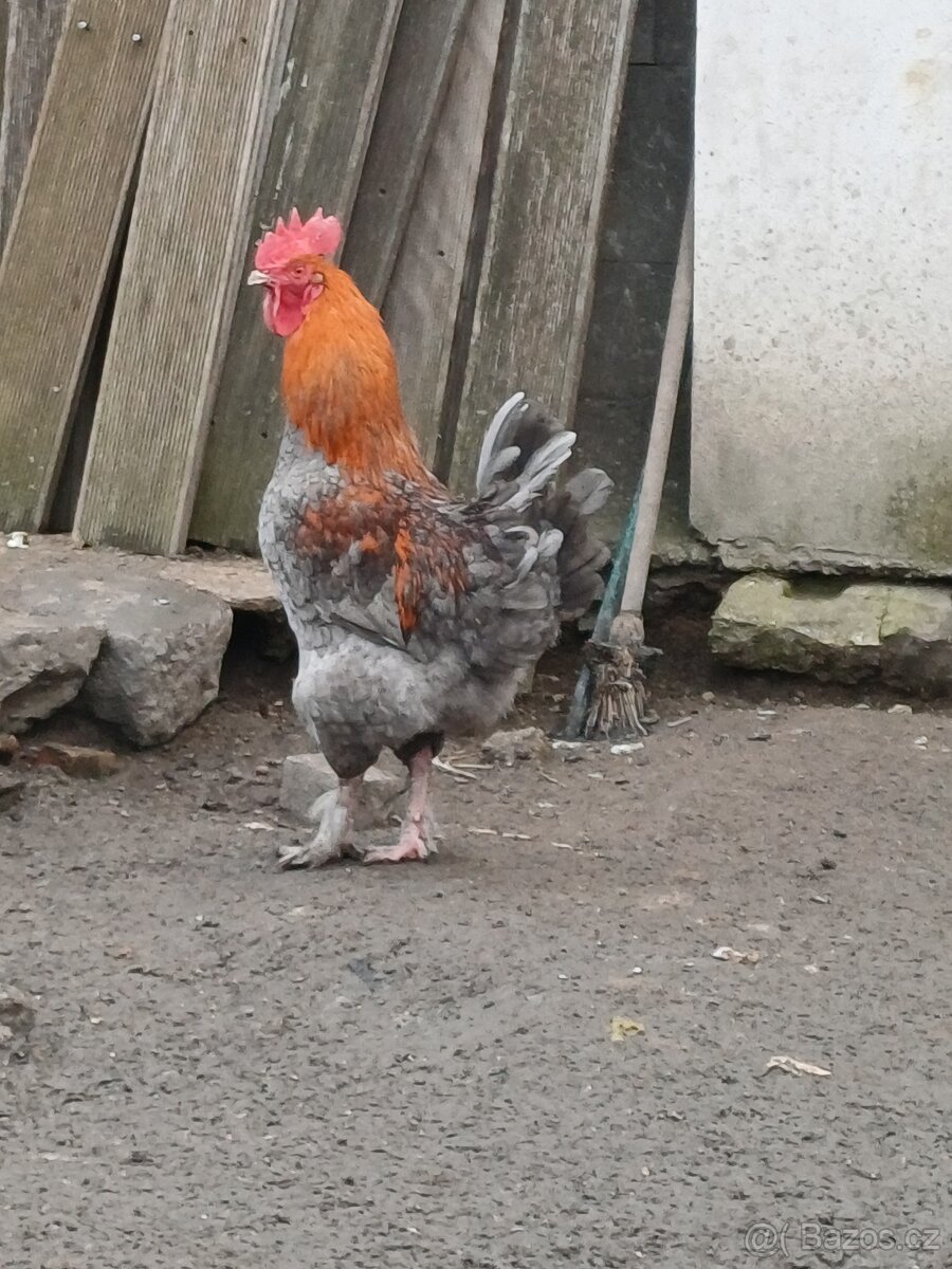 Kohout Maranska měděnokrká - 4