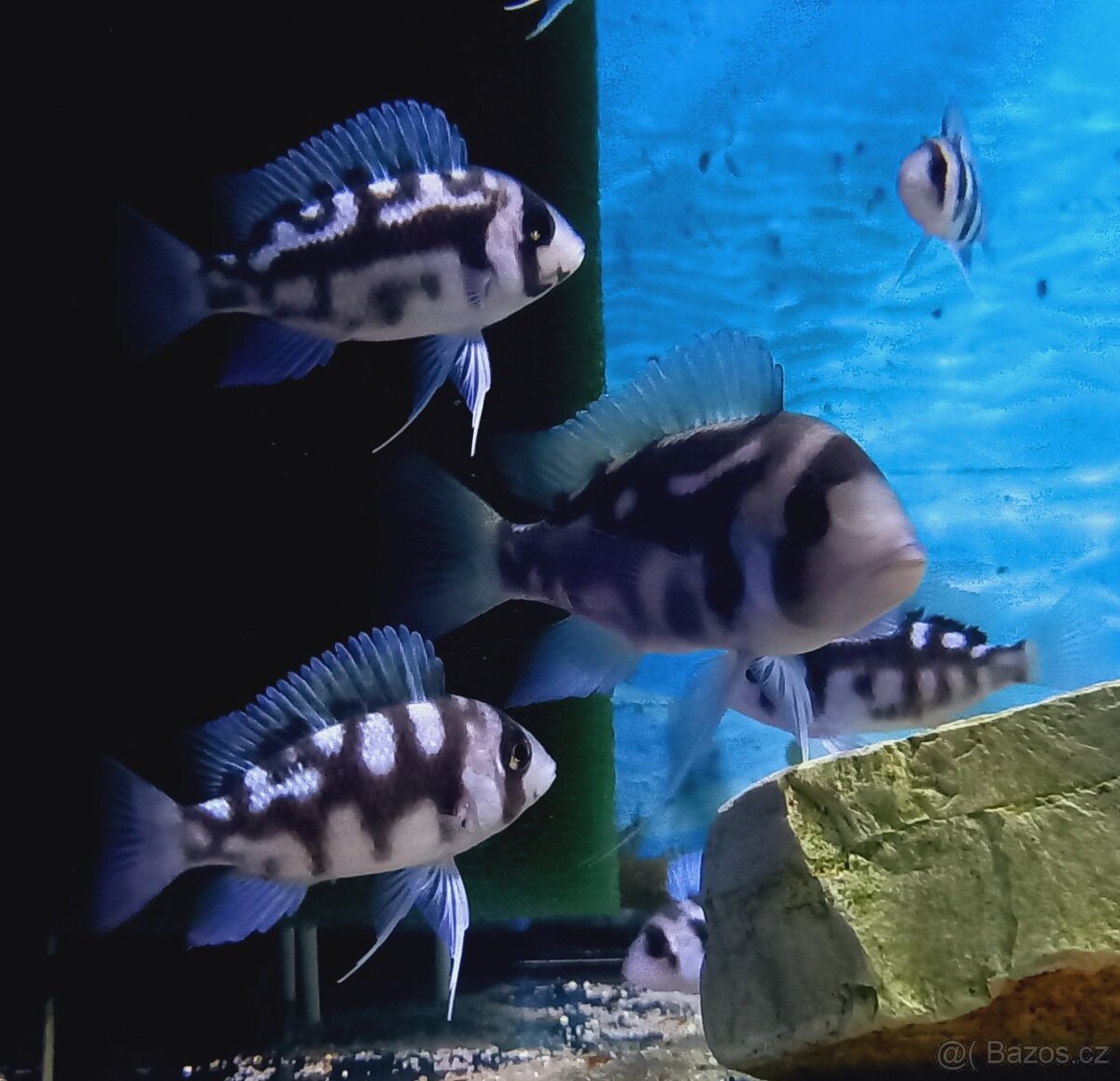 Odchovy Tanganyika - 4