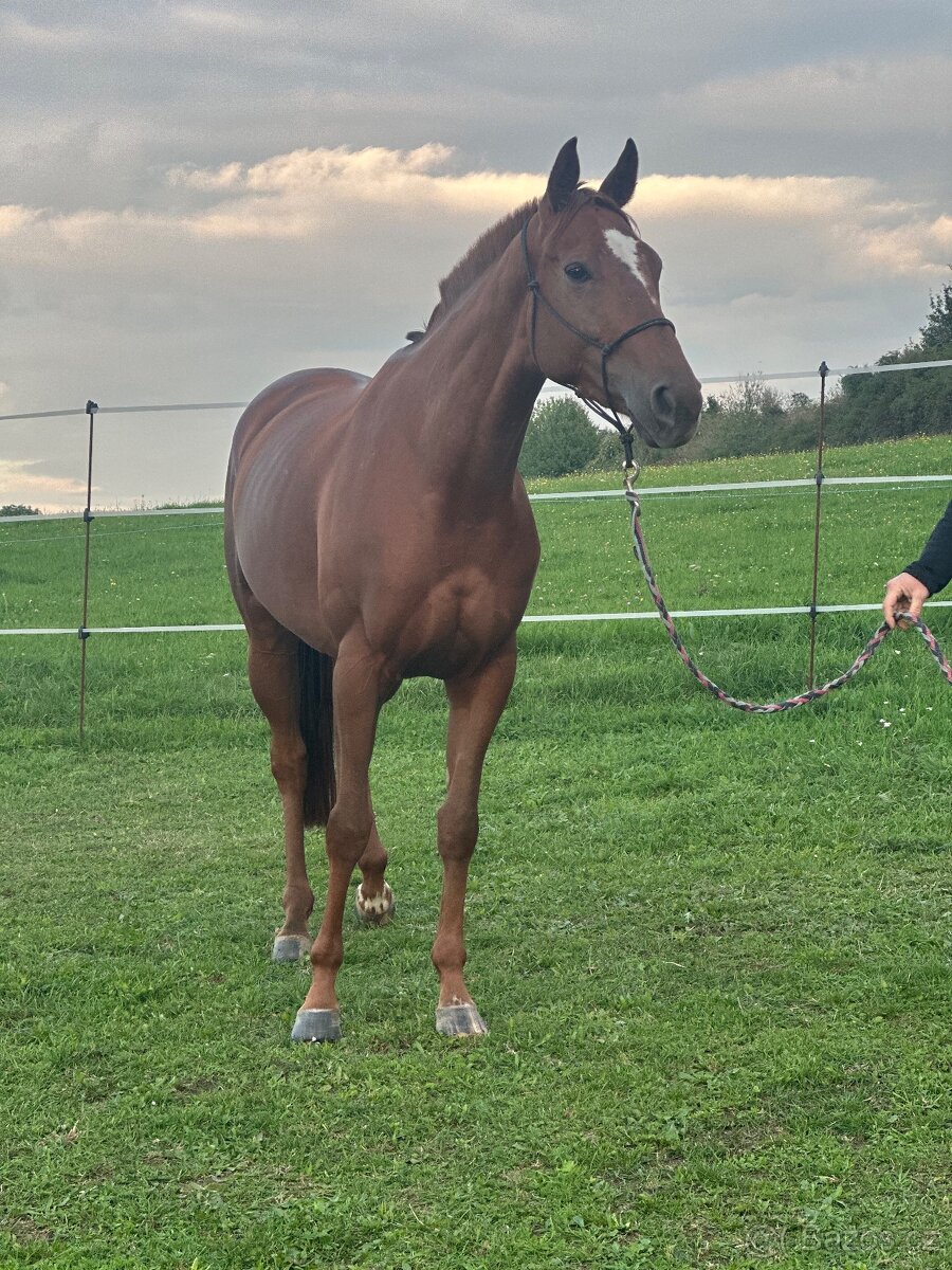 Tříletá charakterní klisna - 4