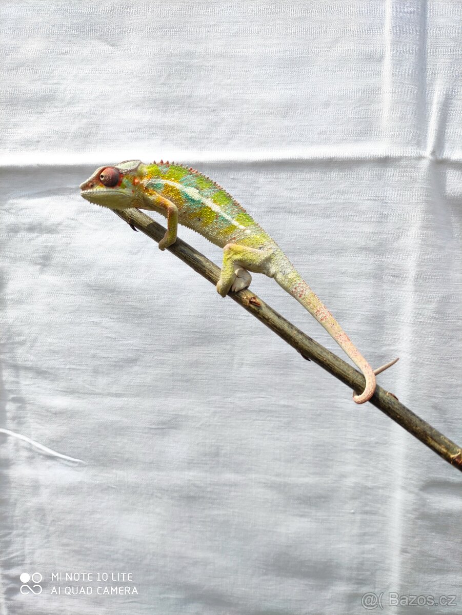 chameleon pardálí, terárium - 4