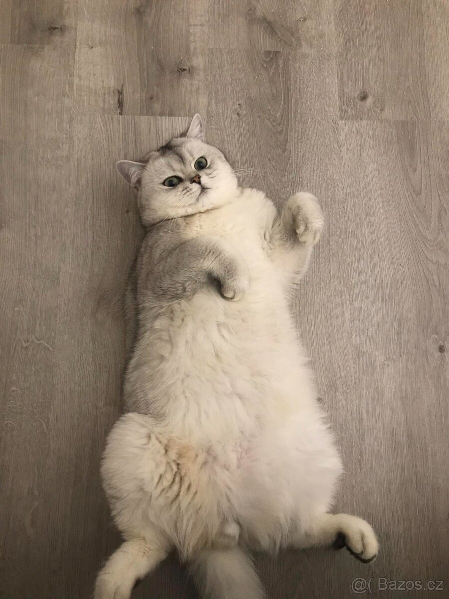 Krytí britský stříbřitý kocour - 4