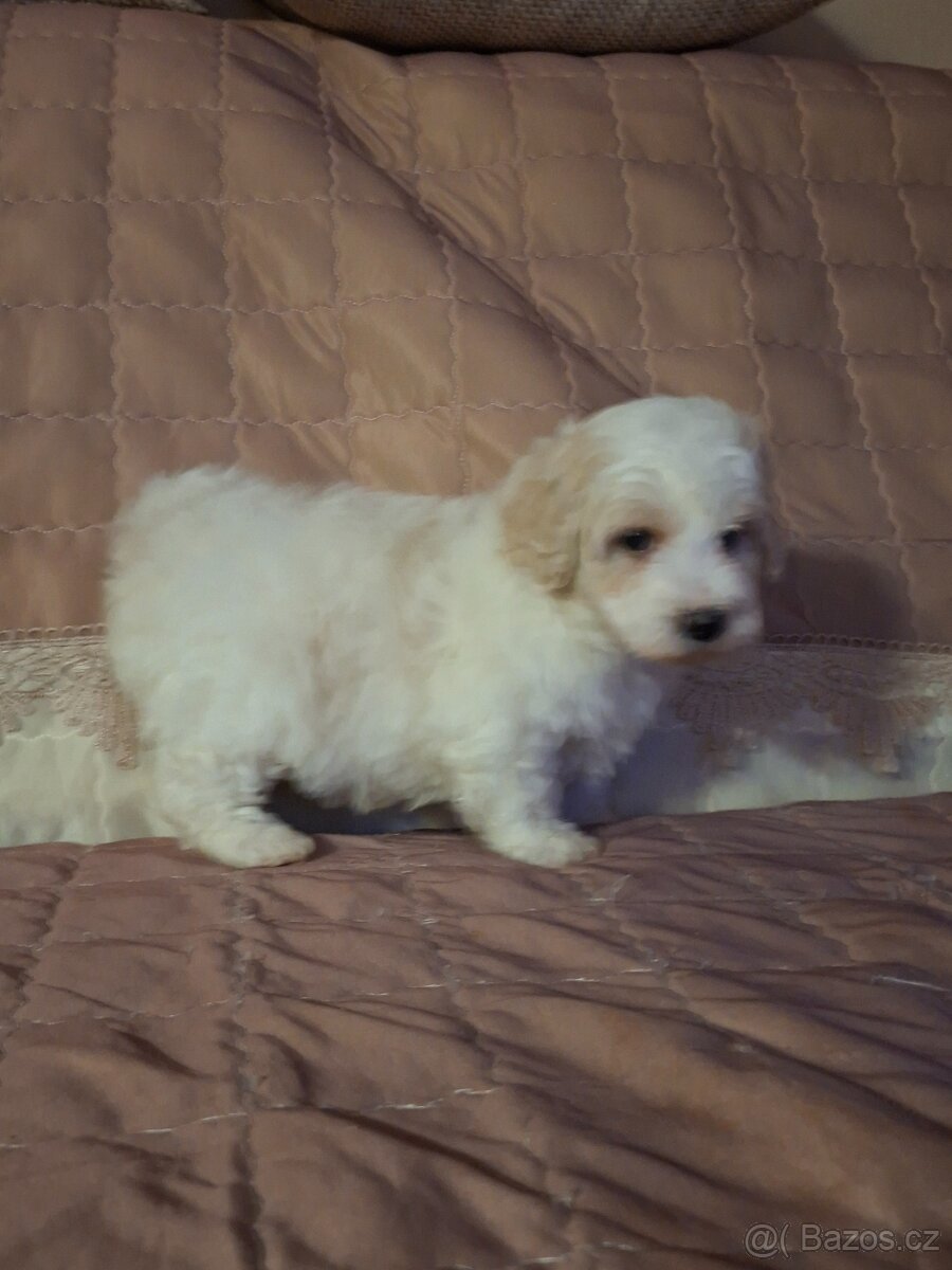 Maltipoo - 4