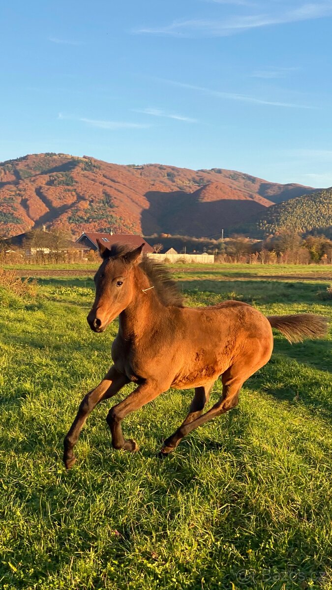 Krásna arabská kobylka na predaj - 4