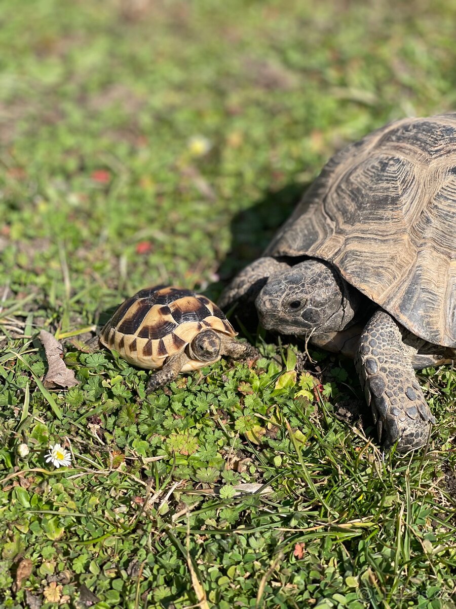 Želva testudo graeca -žlutohnědá - 4