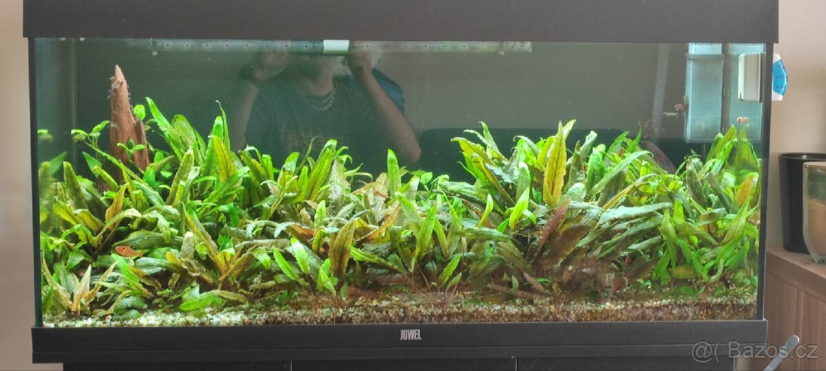 Prodám Juwel Rio 180 - 4