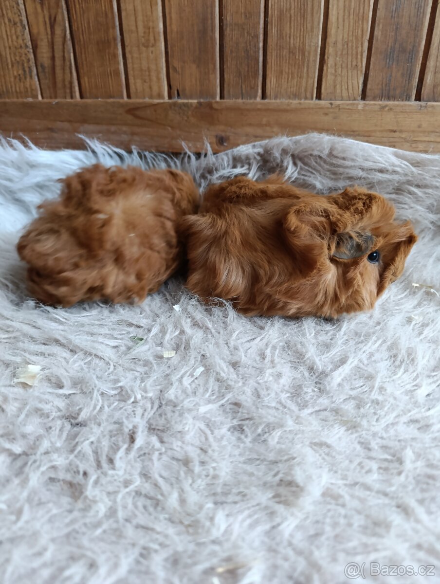 Morče / morčata / morčátko sameček - 4