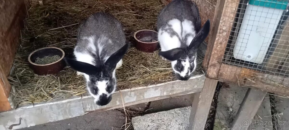Králík kříženec - 4