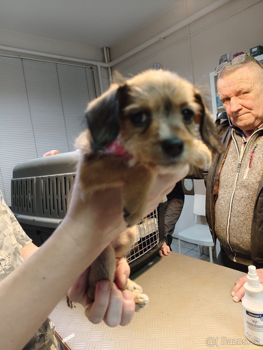 Štěňata - 4