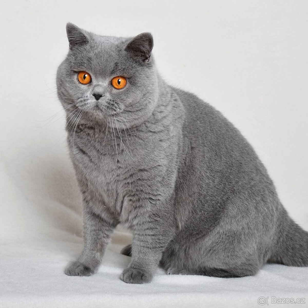 Britská modrá koťátka s PP - 4