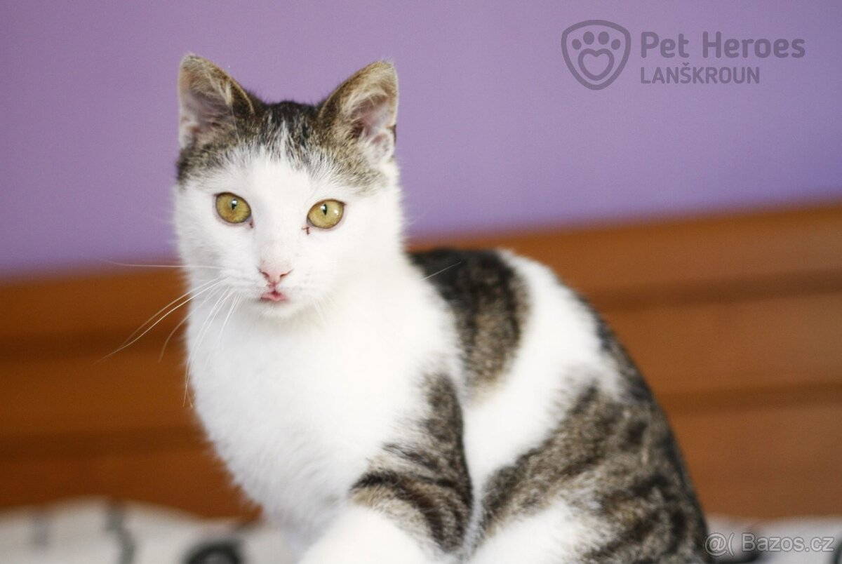 Shrek ❤ roztomilé kotě ❤ - 4