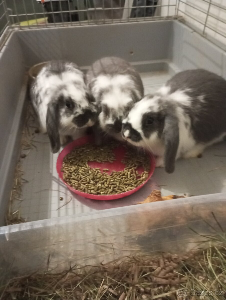 Zakrslý beránek králíček - 4