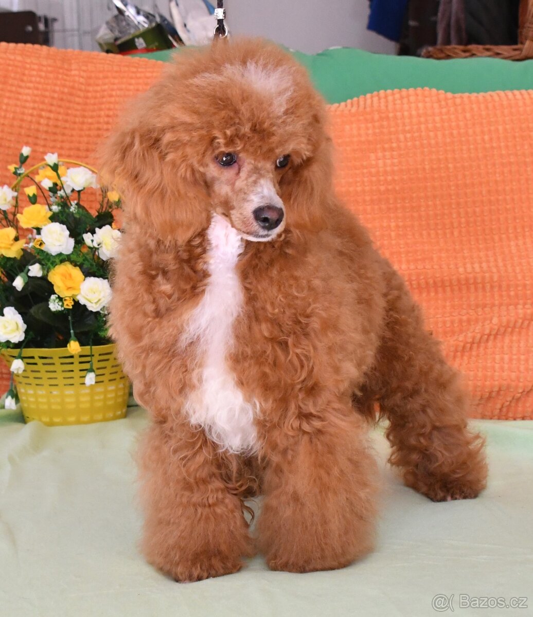 PUDL VÍCEBAREVNÝ S PP - 4