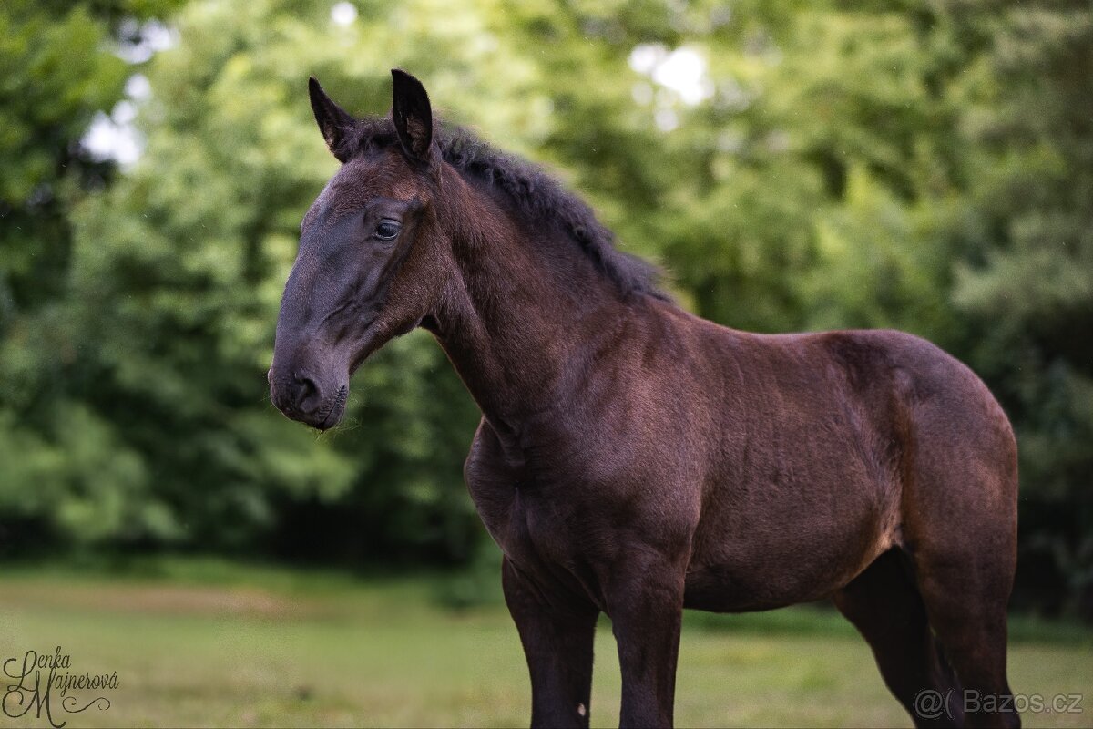 Stáj Zámek Ellischau - STKL klisnička nar.2025 - 4