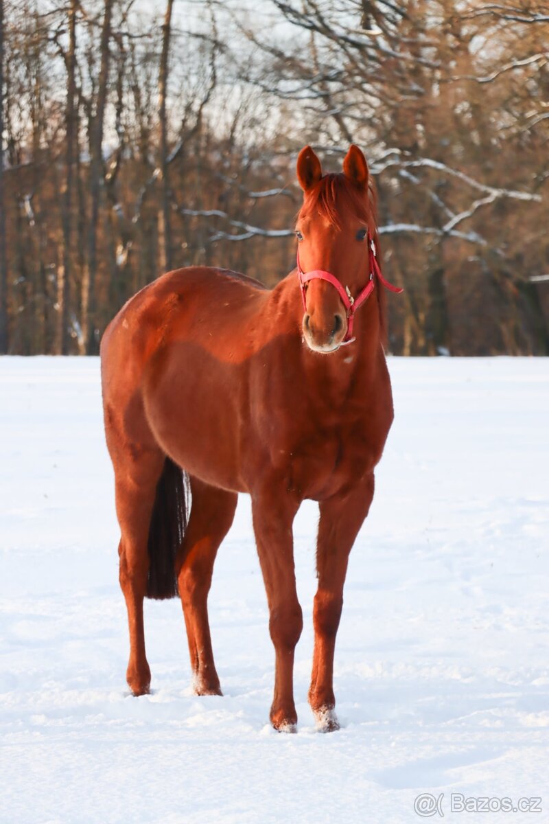 Anglický plnokrevník - 4