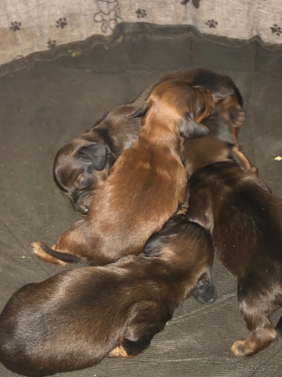 Jezevčík dlouhosrstý - 4