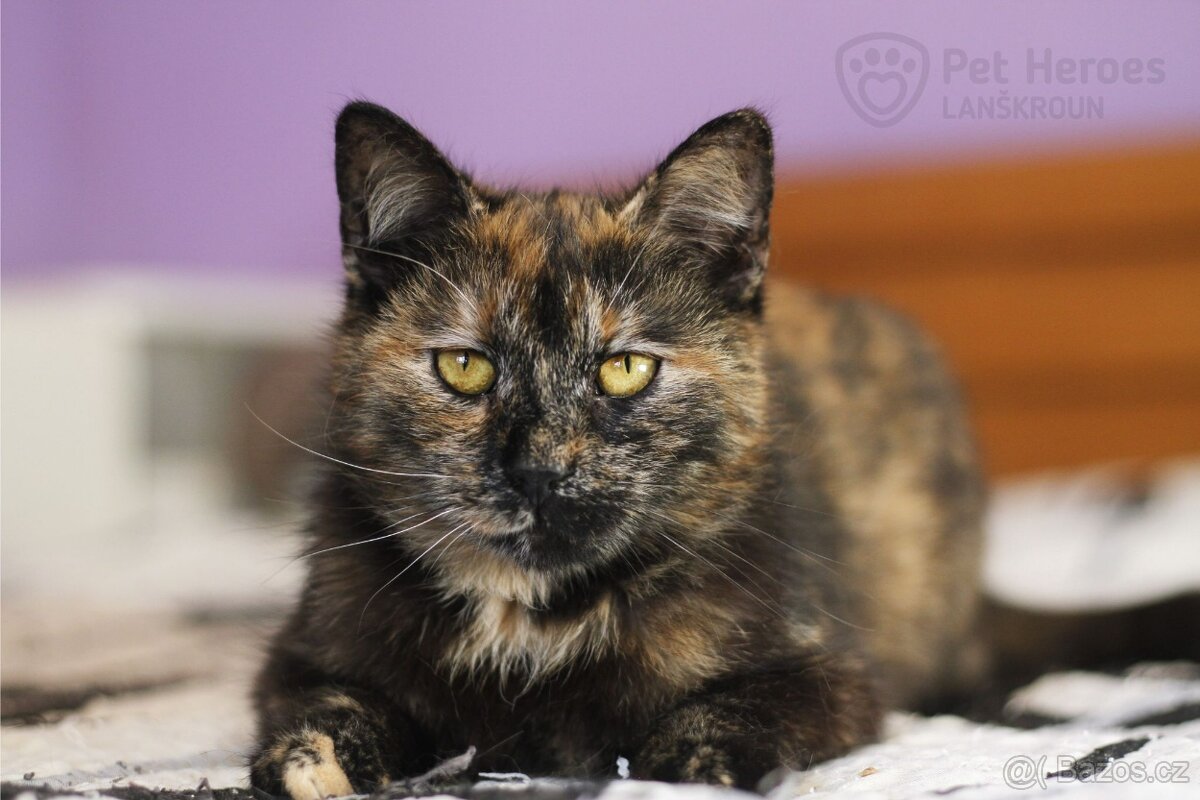 Fiona ❤ kočičí princeznička ❤ - 4