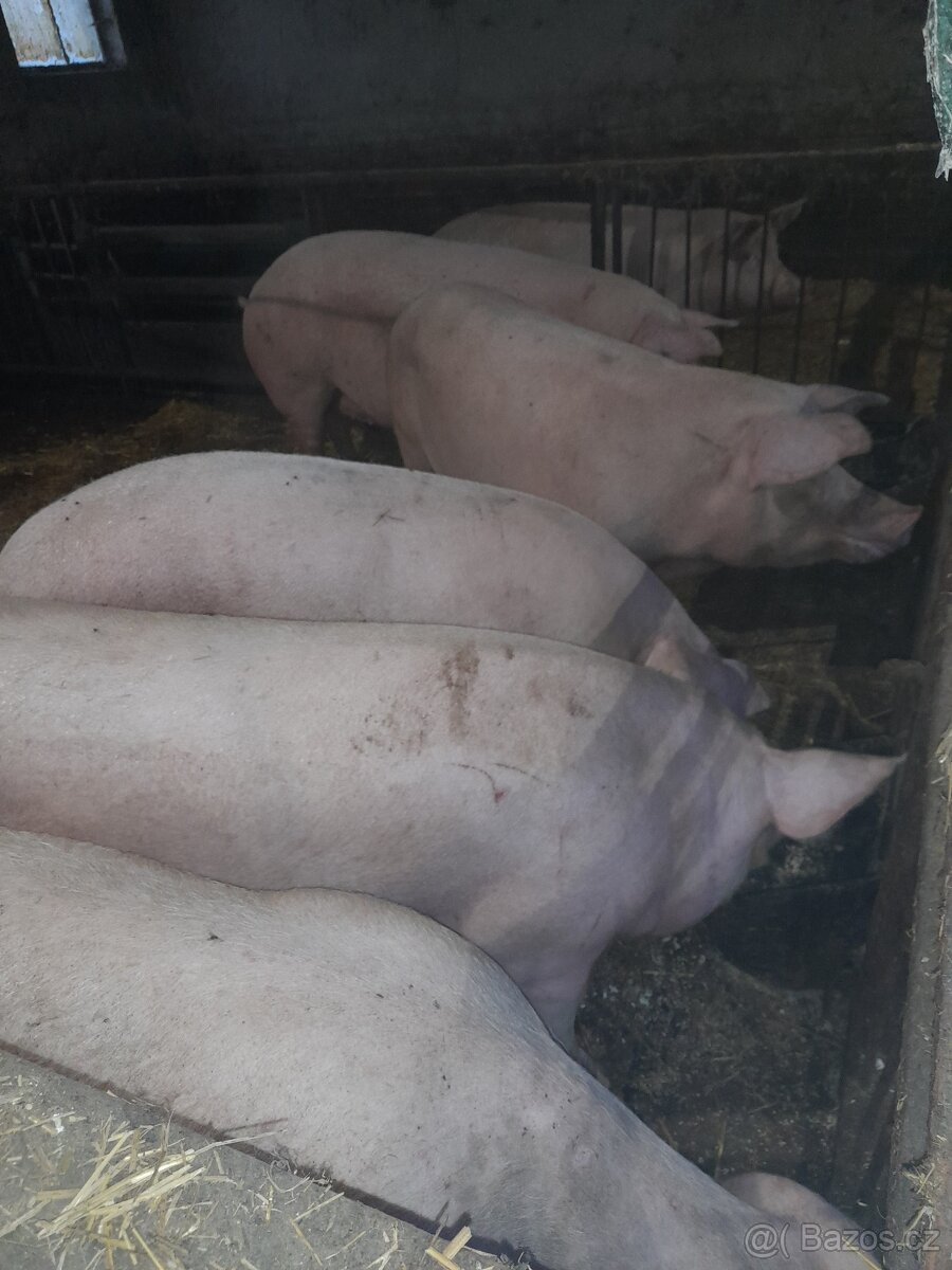 Prase zabíjačka selata - 4