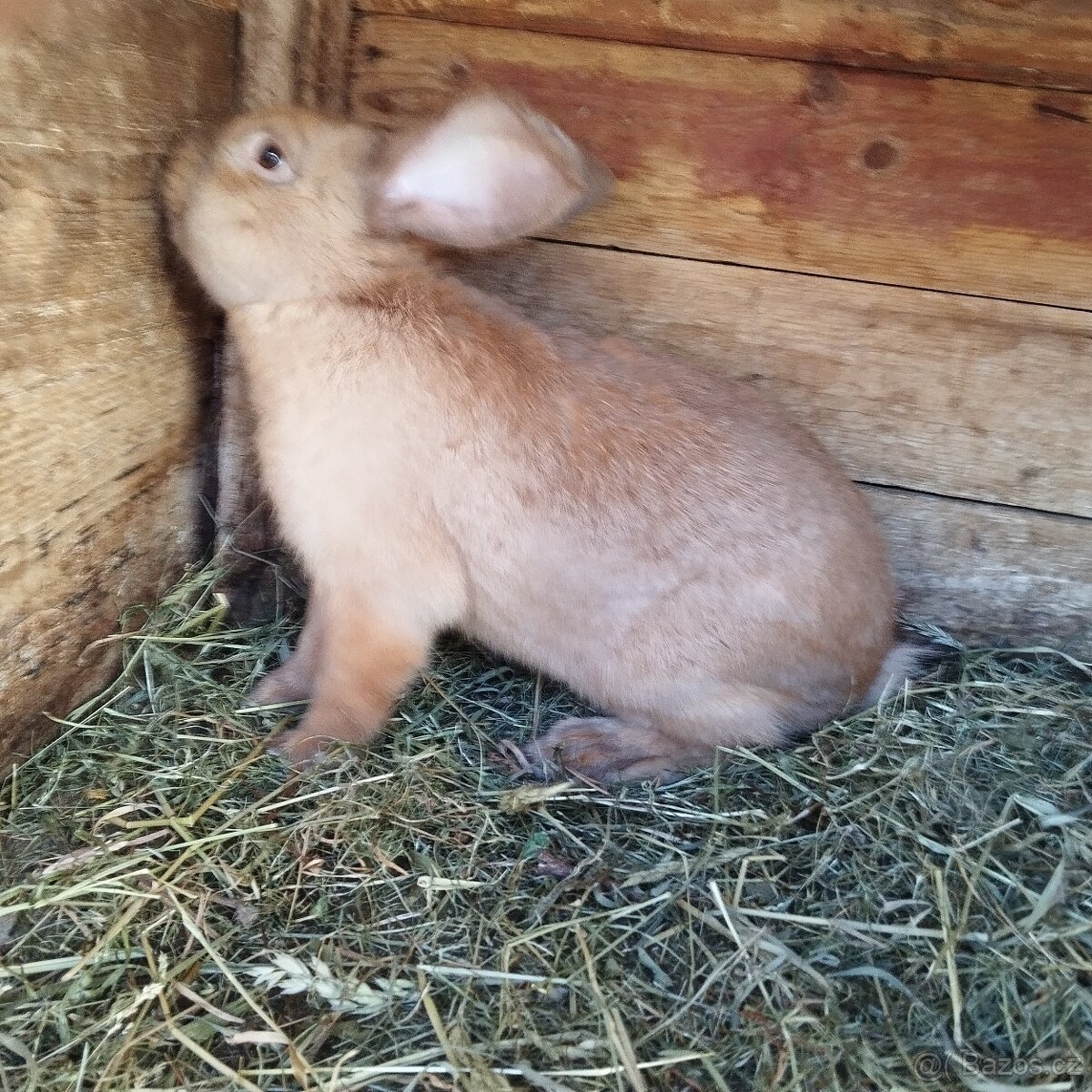 Prodej králíků - 4