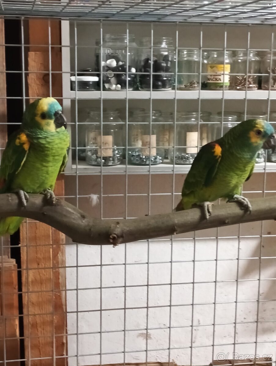 Amazoňan modročelý - 4