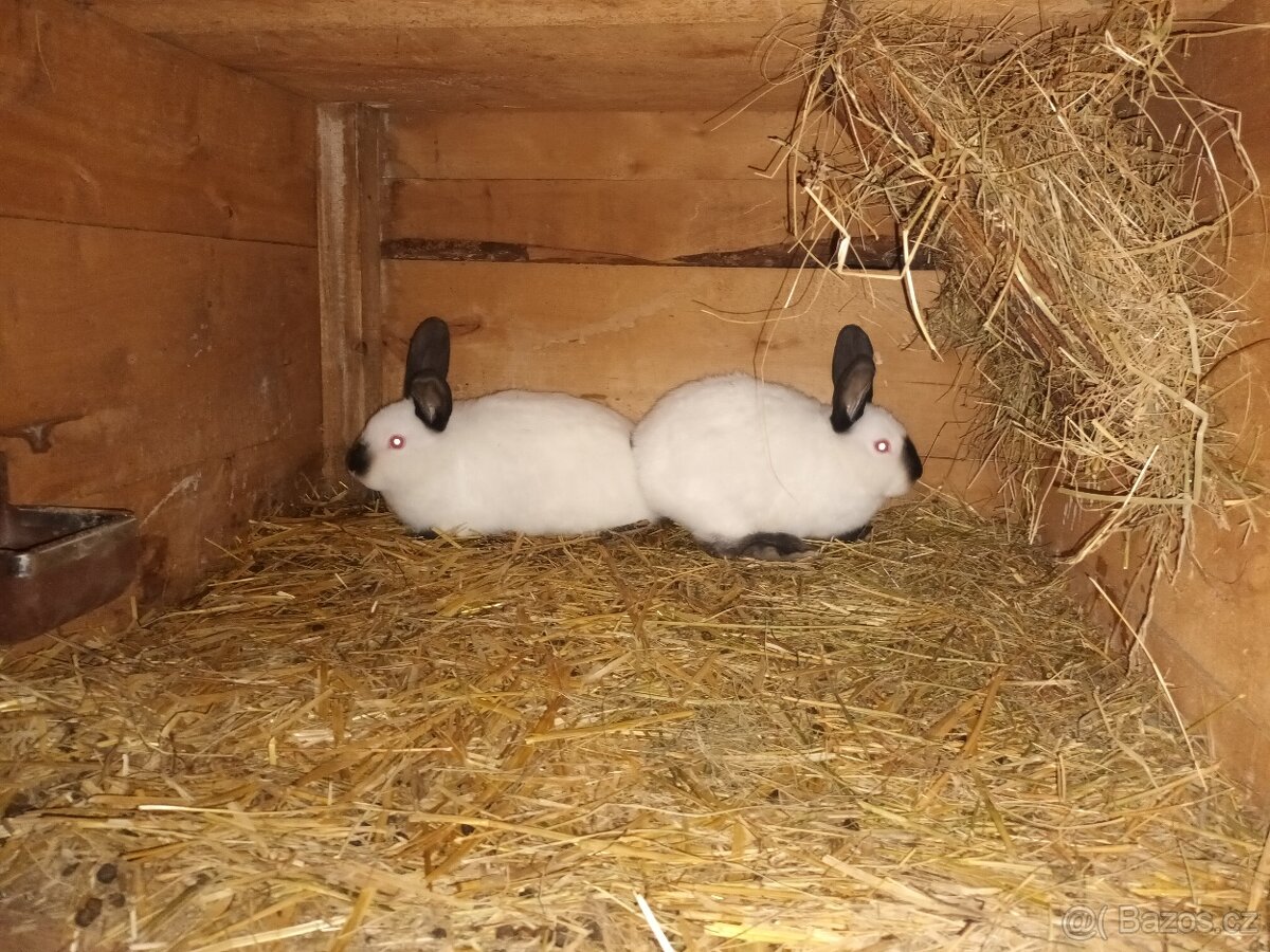 Kalifornsky kralik - 4