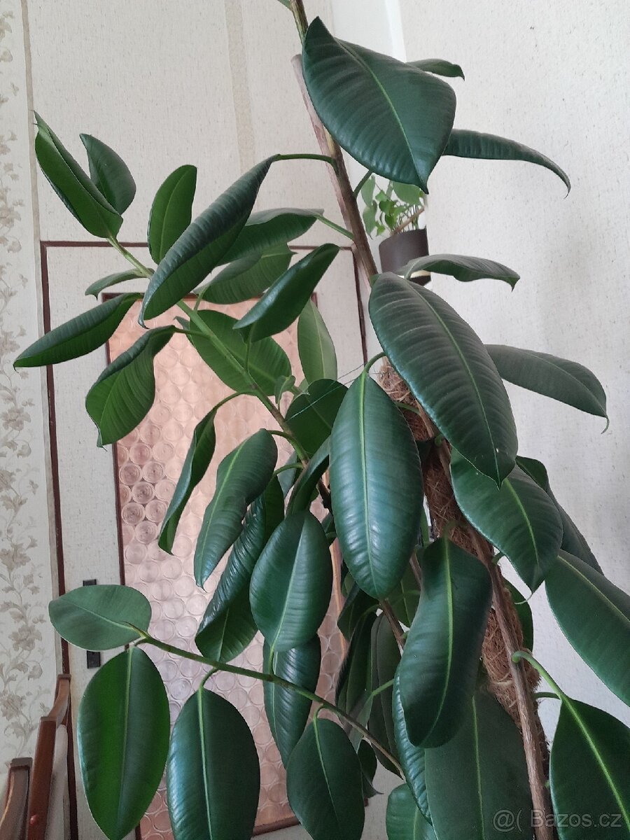 Fíkus velký180 cm - 4