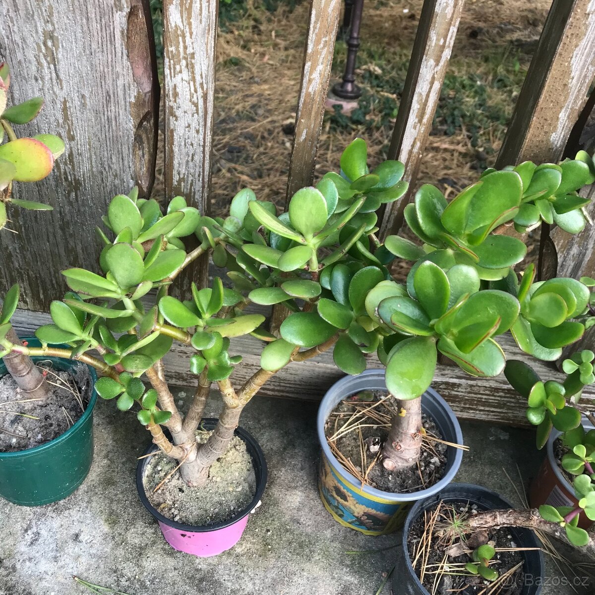 Tluistice cca 30 cm 5 let - 4