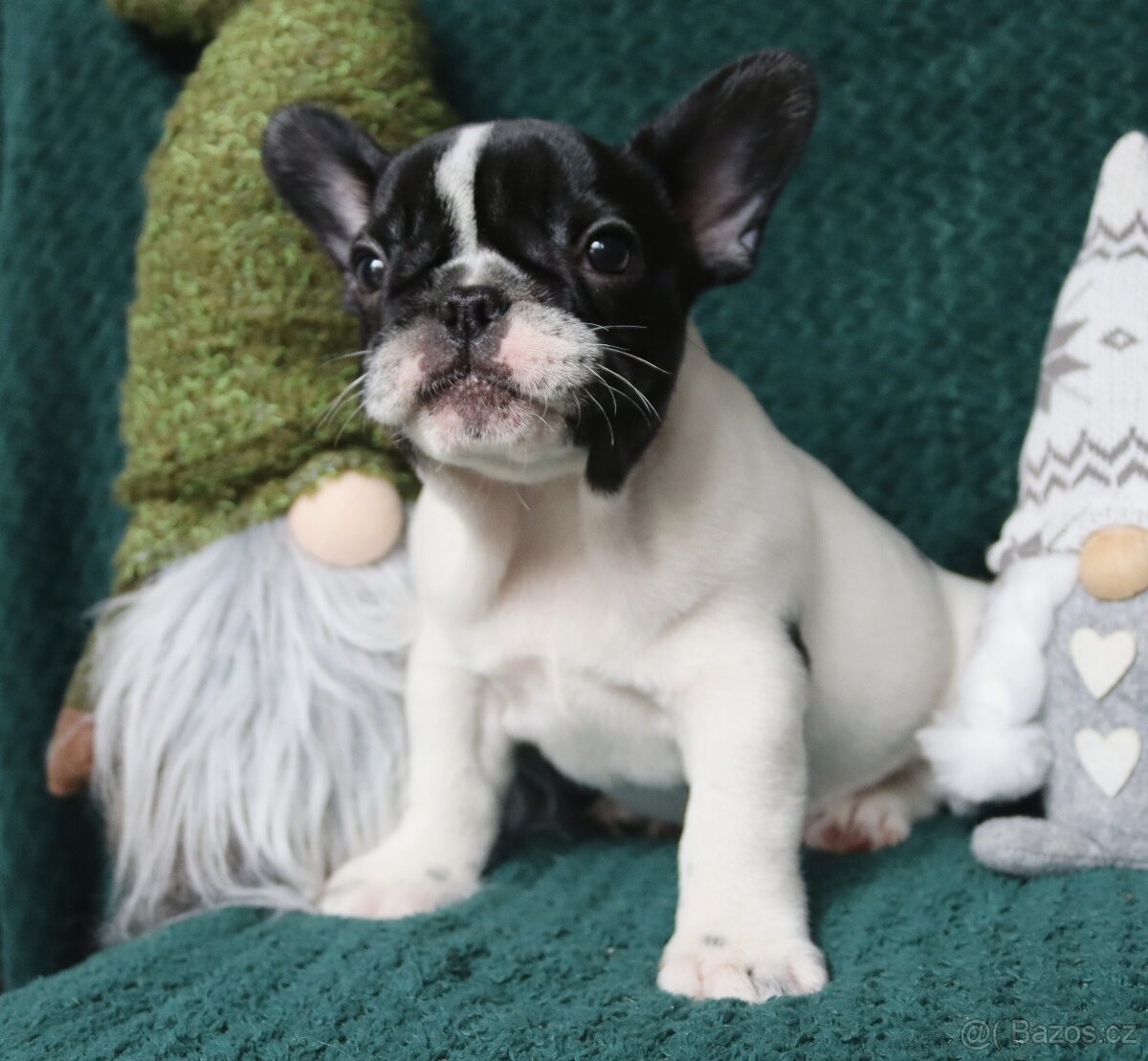 Francouzský buldoček s průkazem původu - 4