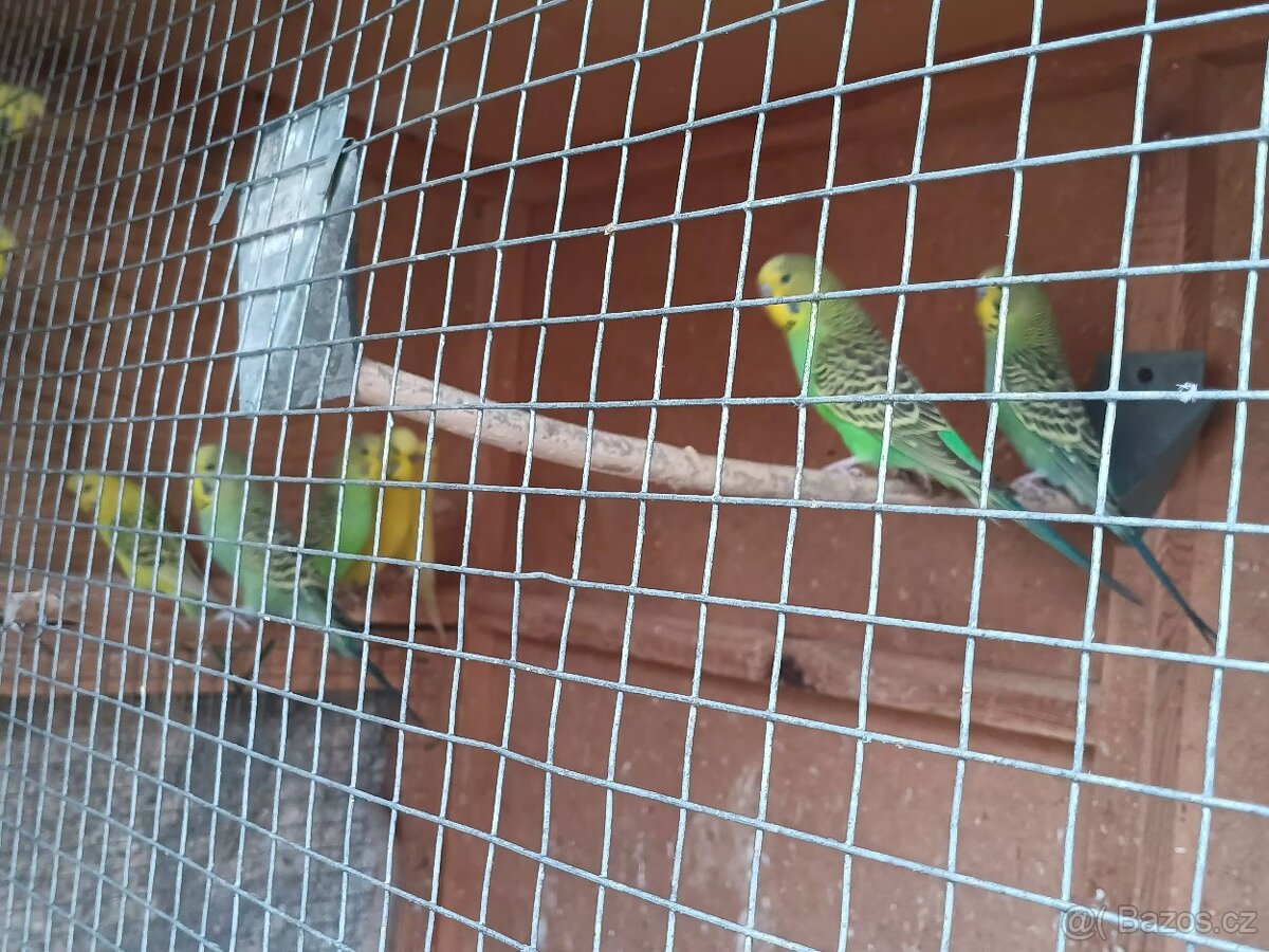 Andulky rok 2025 - okroužkované - 4