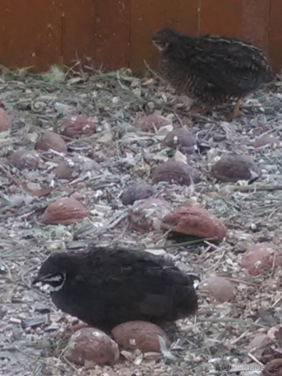 KŘEPELKA ČÍNSKÁ - 4