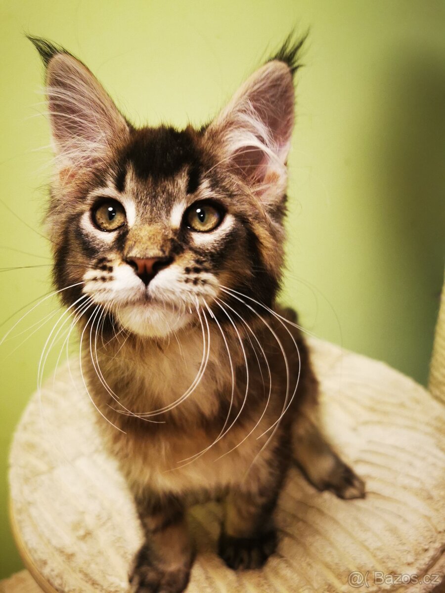 Mainská mývalí s pp - 4