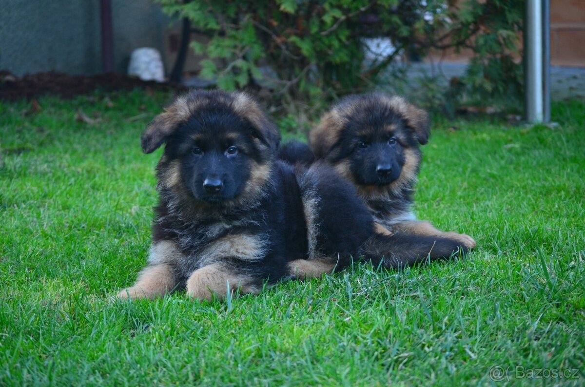 Nemecky ovcak dlouhosrsty - 4