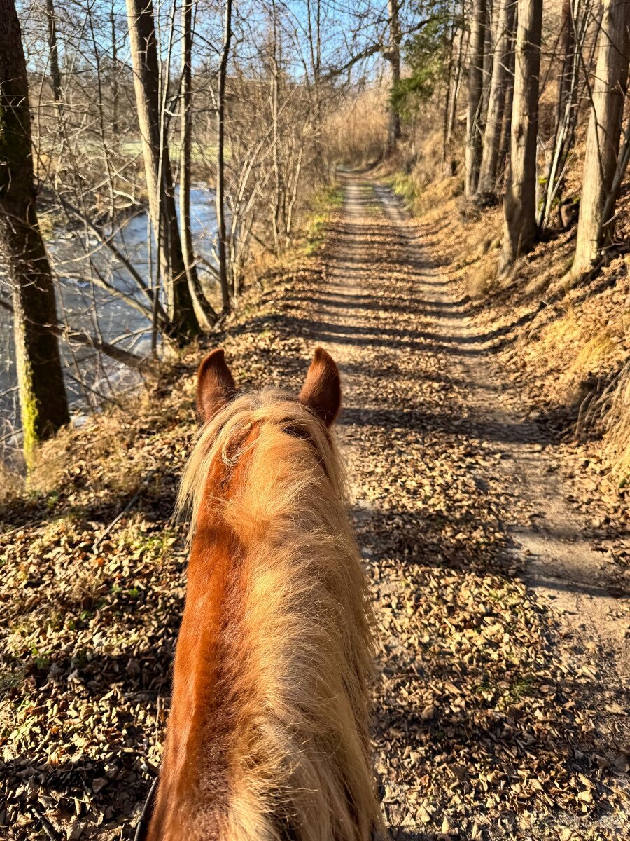 Prodej velmi hodného vychovaného pony poníka kategorie B - 4